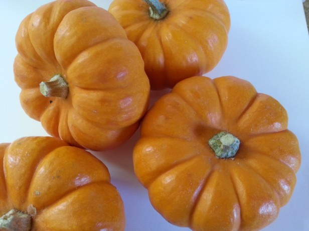 Mini Pumpkins | Goan Imports